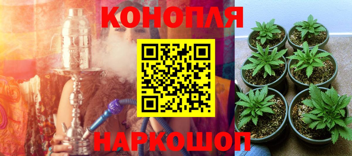 Канабис сатива Гусев